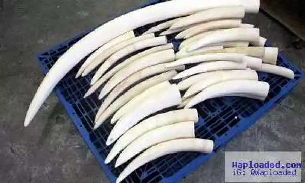 Nigerian Customs Arrests Chinese Nationals for Smuggling Elephant Tusks